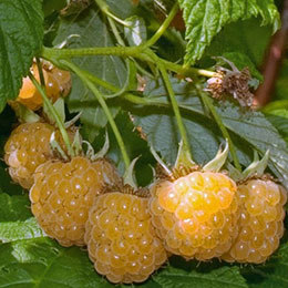 Rubus idaeus Nano